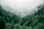 A lush green forest covered in fog