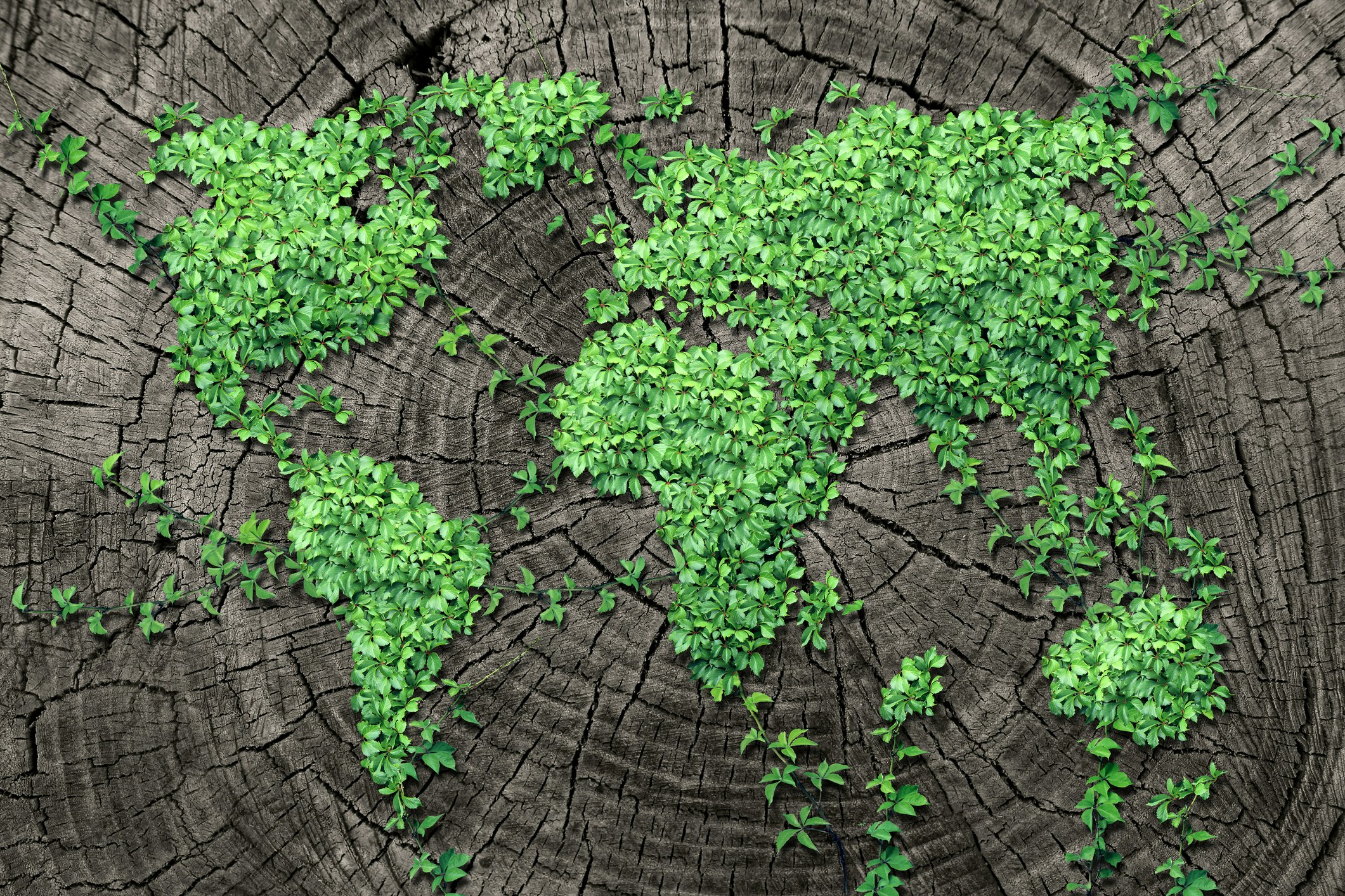 Image of a tree stump with small leaves arranged in the shape of the worlds continents.