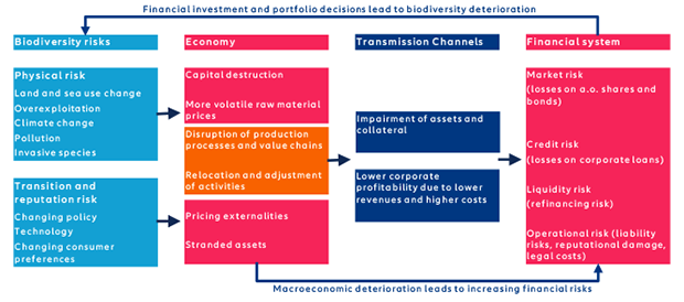 Infographic illustrating the relationship and impact biodiversity deterioration has on the financial sector.